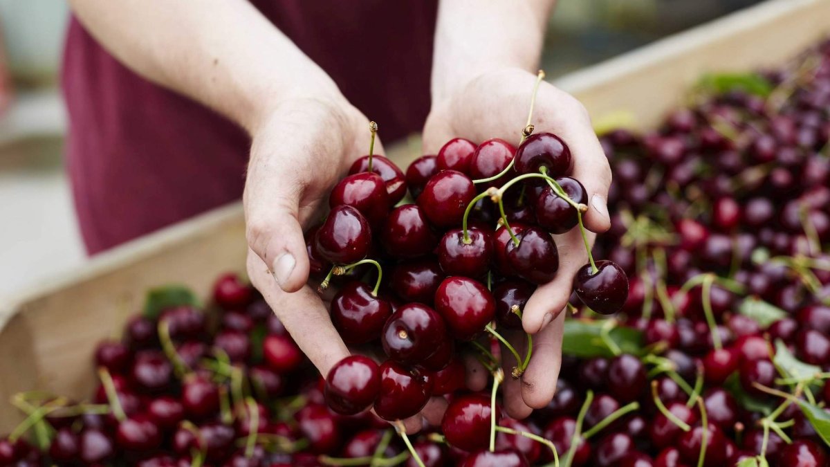 BNB-Cherries banner