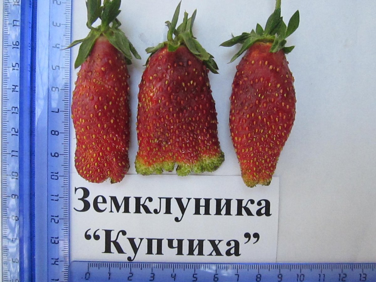 Земклуника Купчиха рассада
