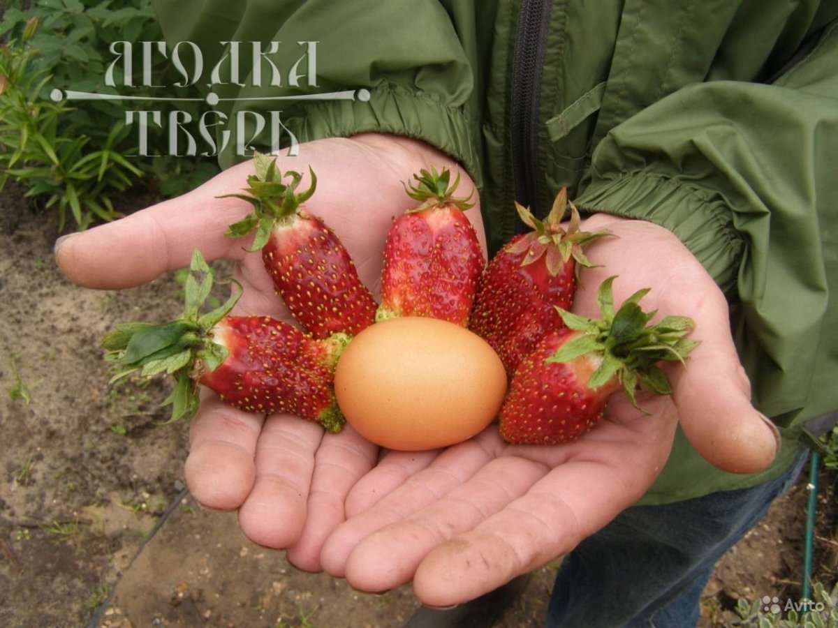 Земклуника Купчиха (р9)
