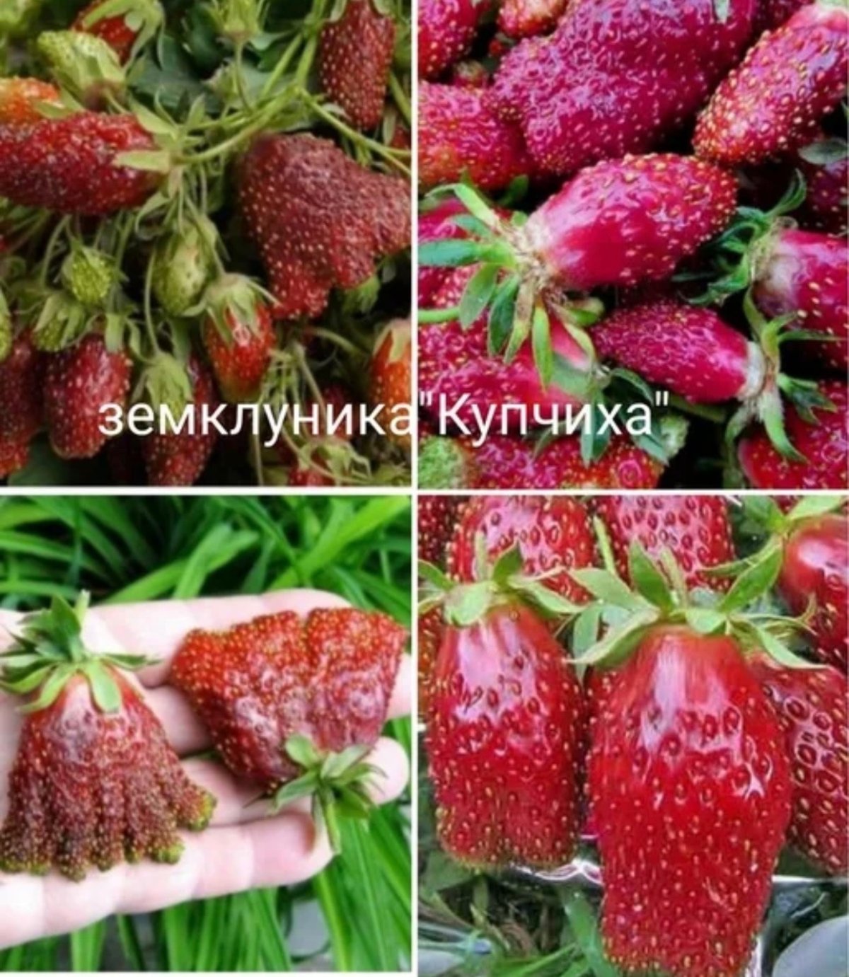 Купчиха земклуника семена