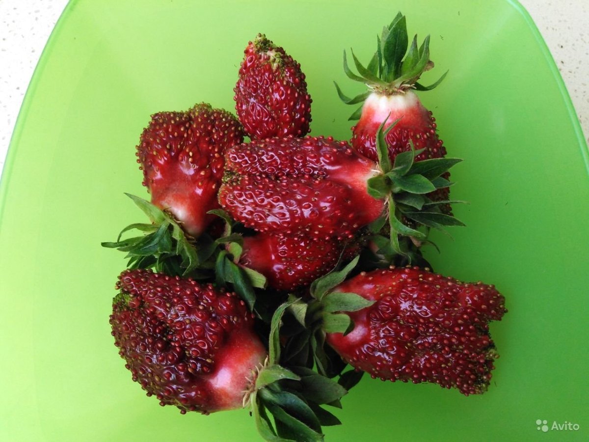 Купчиха клубника купить