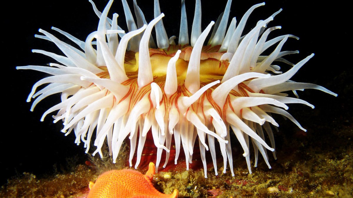 Актинии Средиземного моря