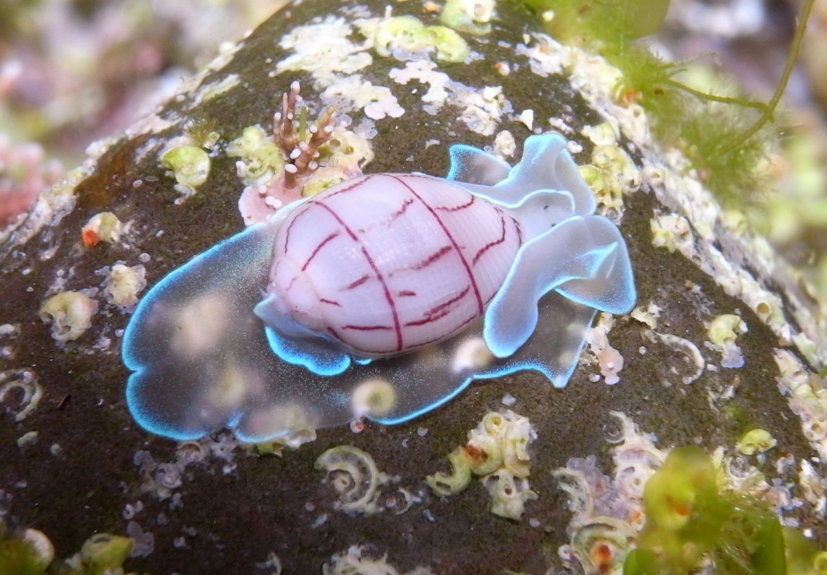 Морская улитка Bullina lineata.