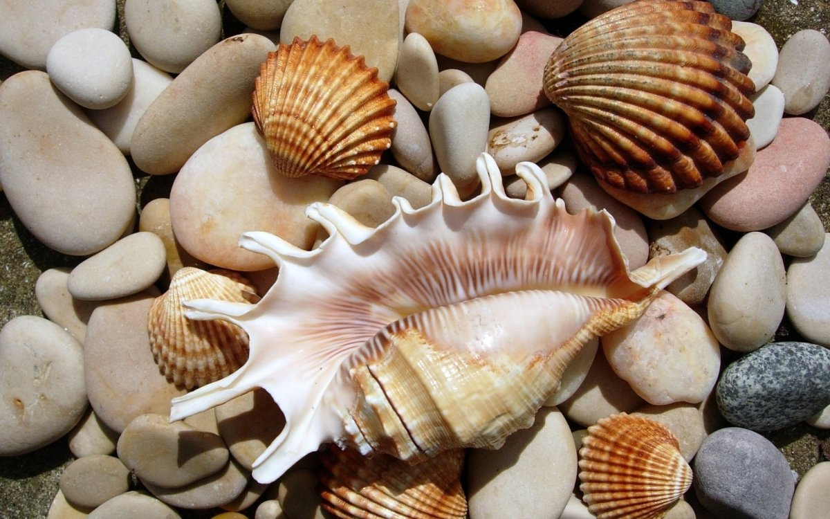 Раковины моллюсков черного моря