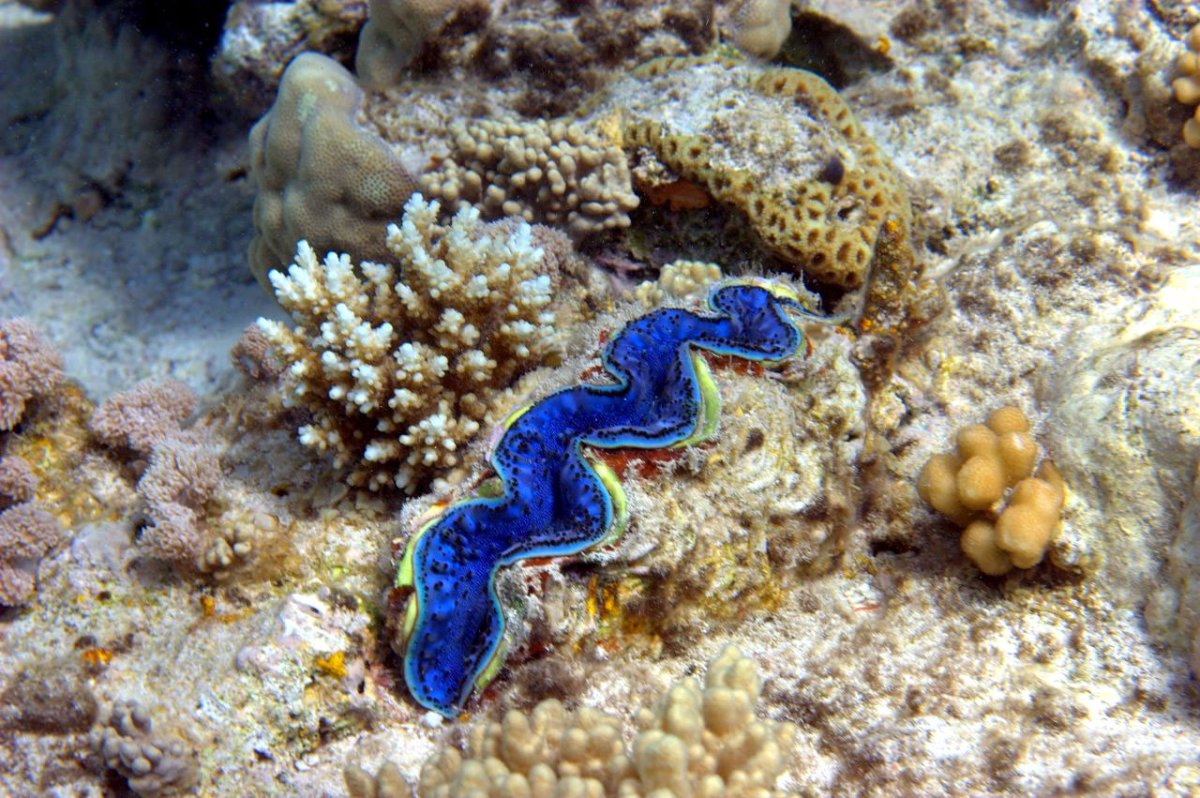 Кораллы красное море Египет мурены