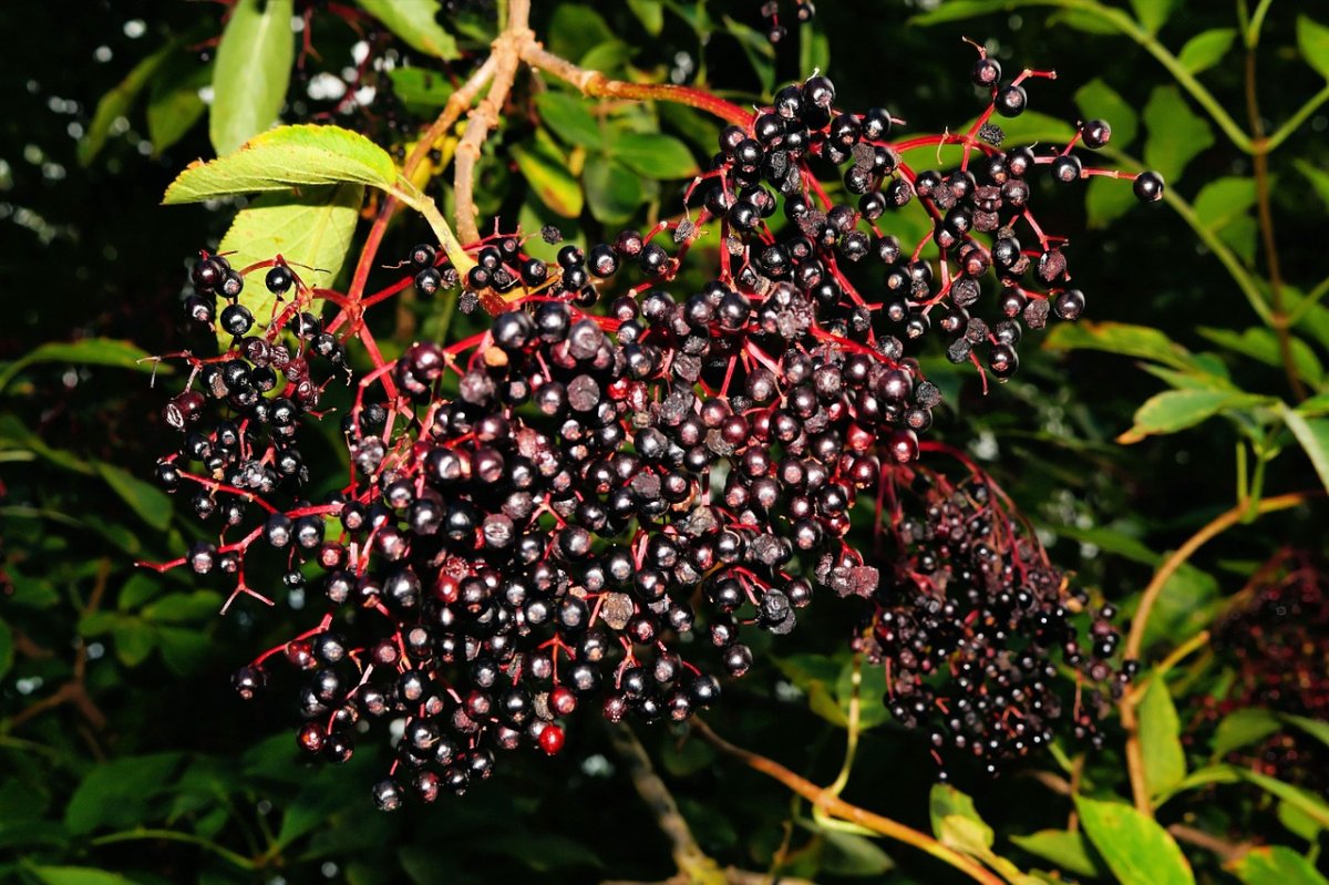 Бузина черная кустарник