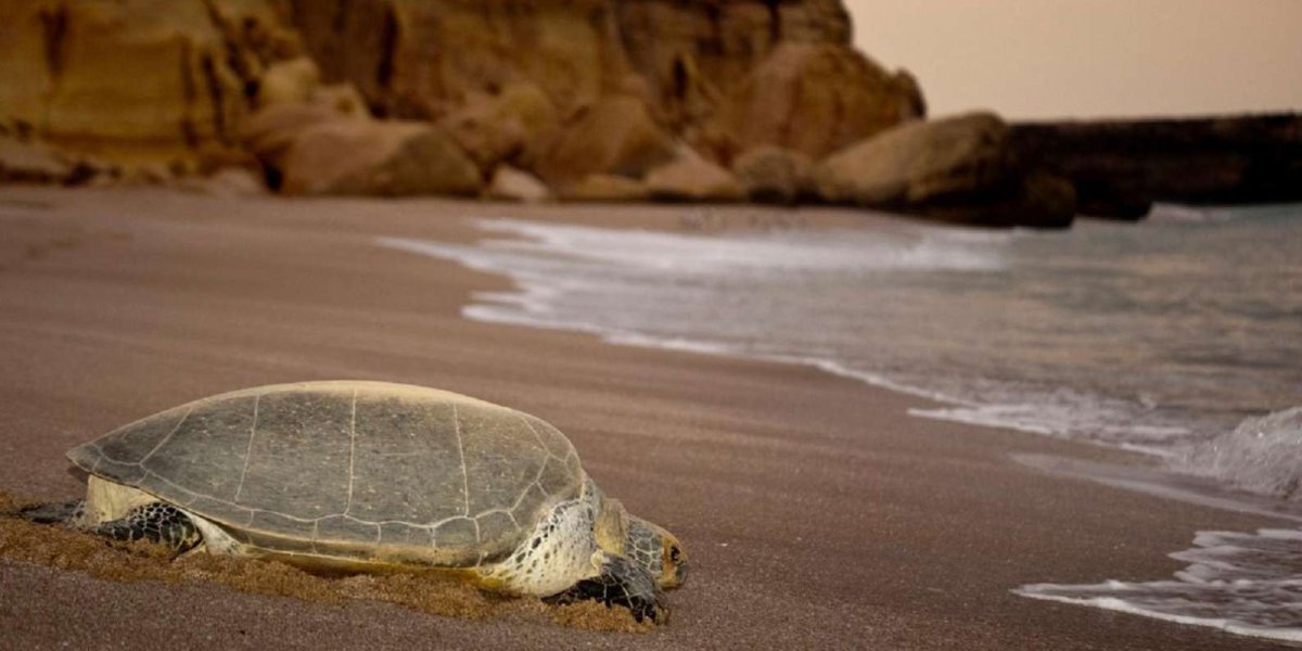 Al Hadd Beach for Turtle Оман