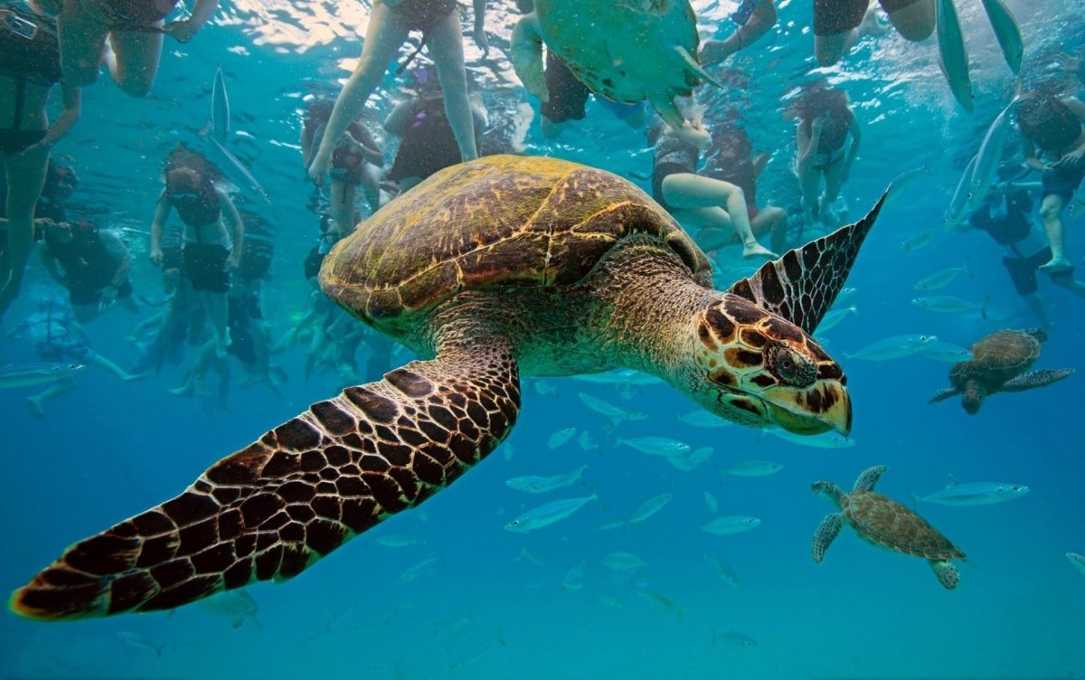 Карибское море животный мир