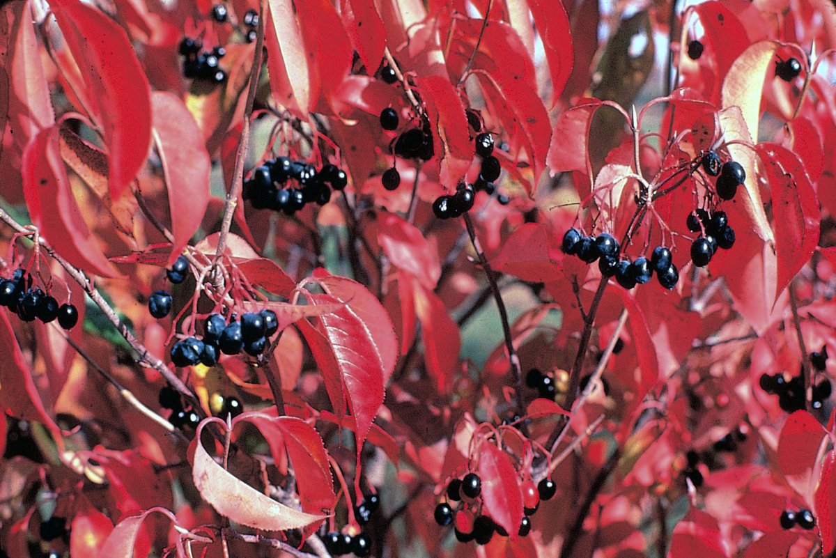Viburnum lentago
