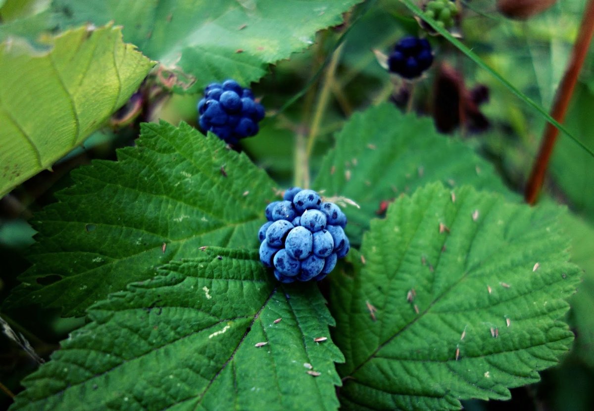 Ежевика сизая (BLACKBERRY)
