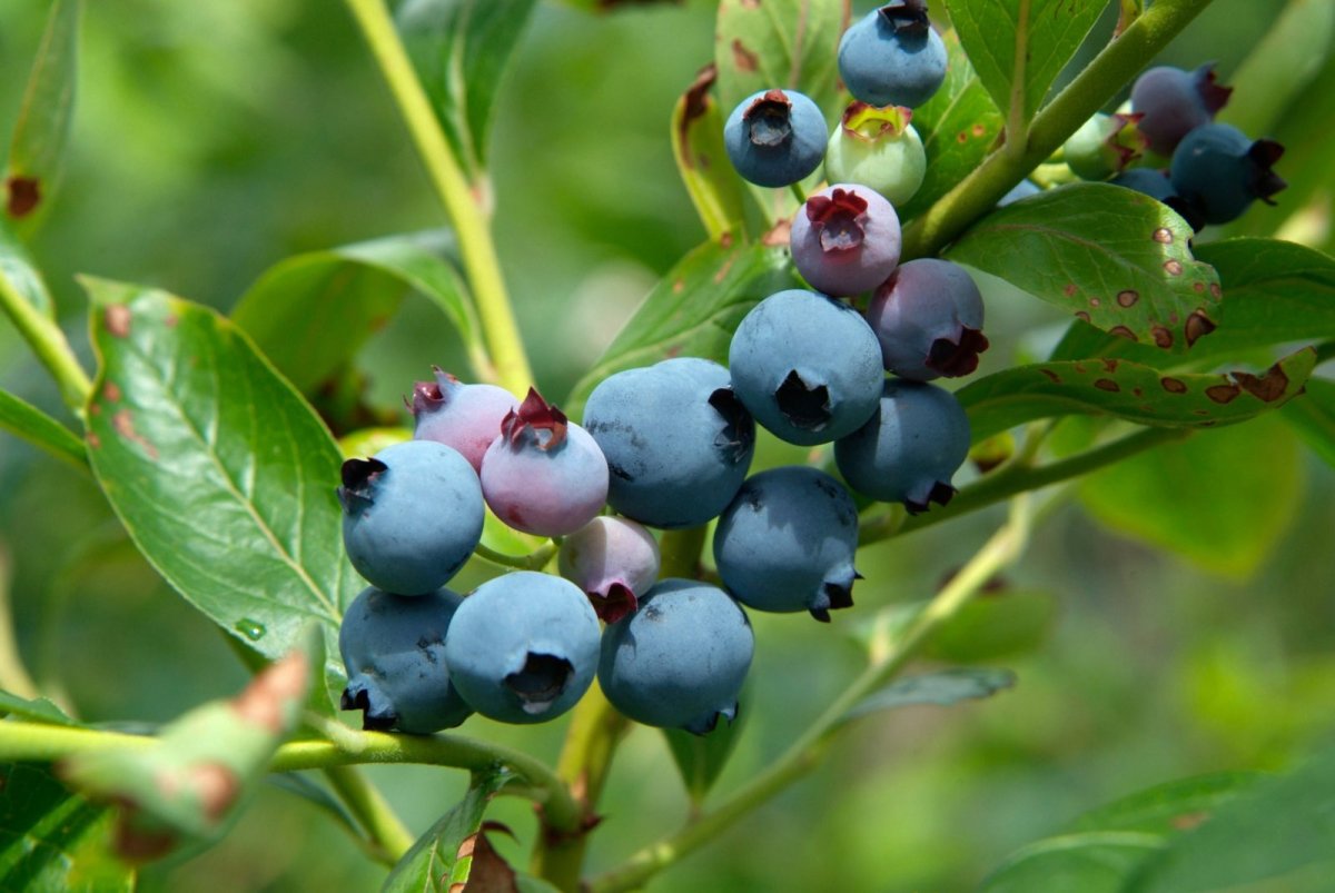 Blueberry Garden