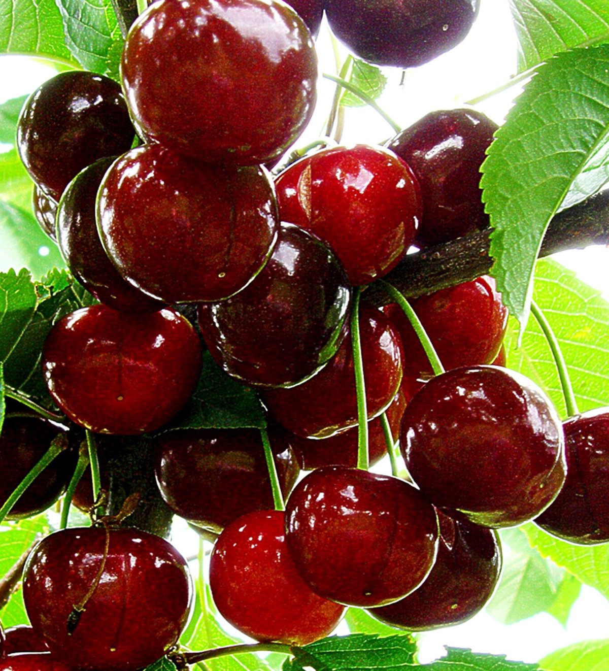 Вишня Жуковская