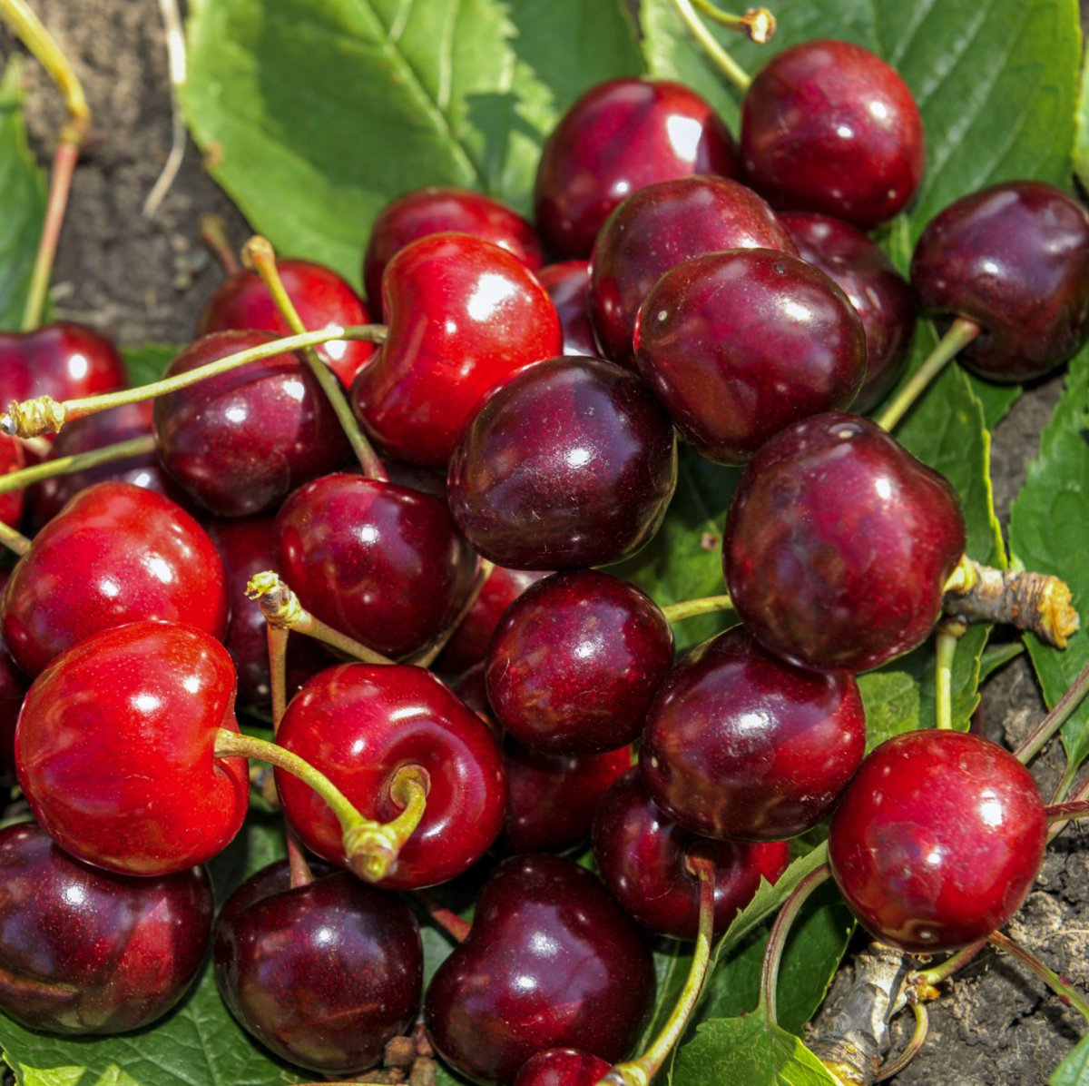 Черешня народная Сюбаровой