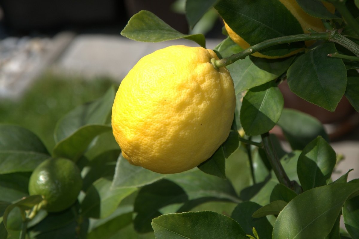 Лимон Фиоре Citrus Limon Fiore