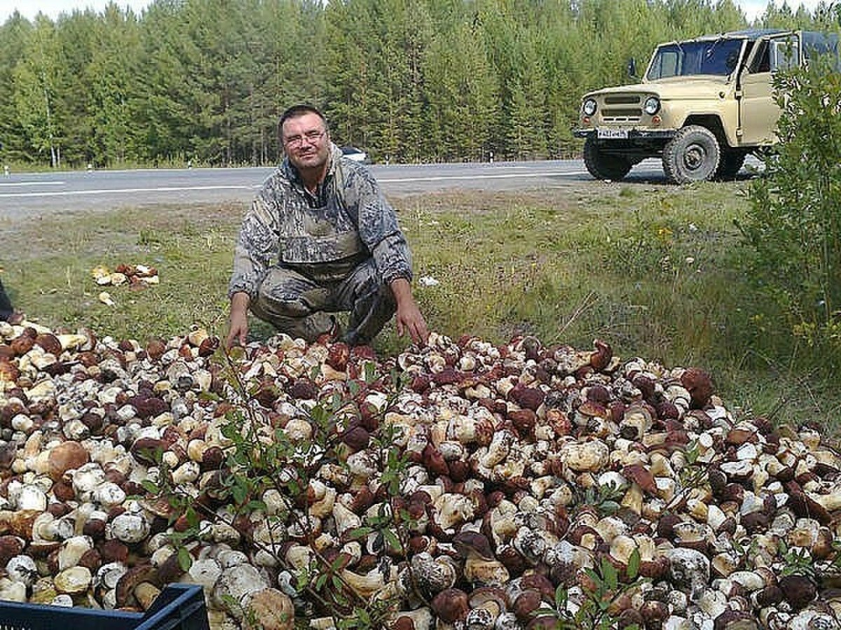 Сбор белых грибов