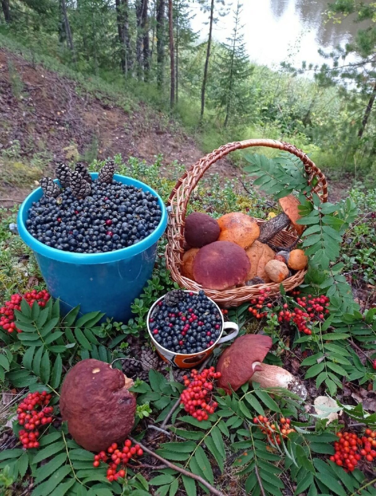 Ягоды Карелии
