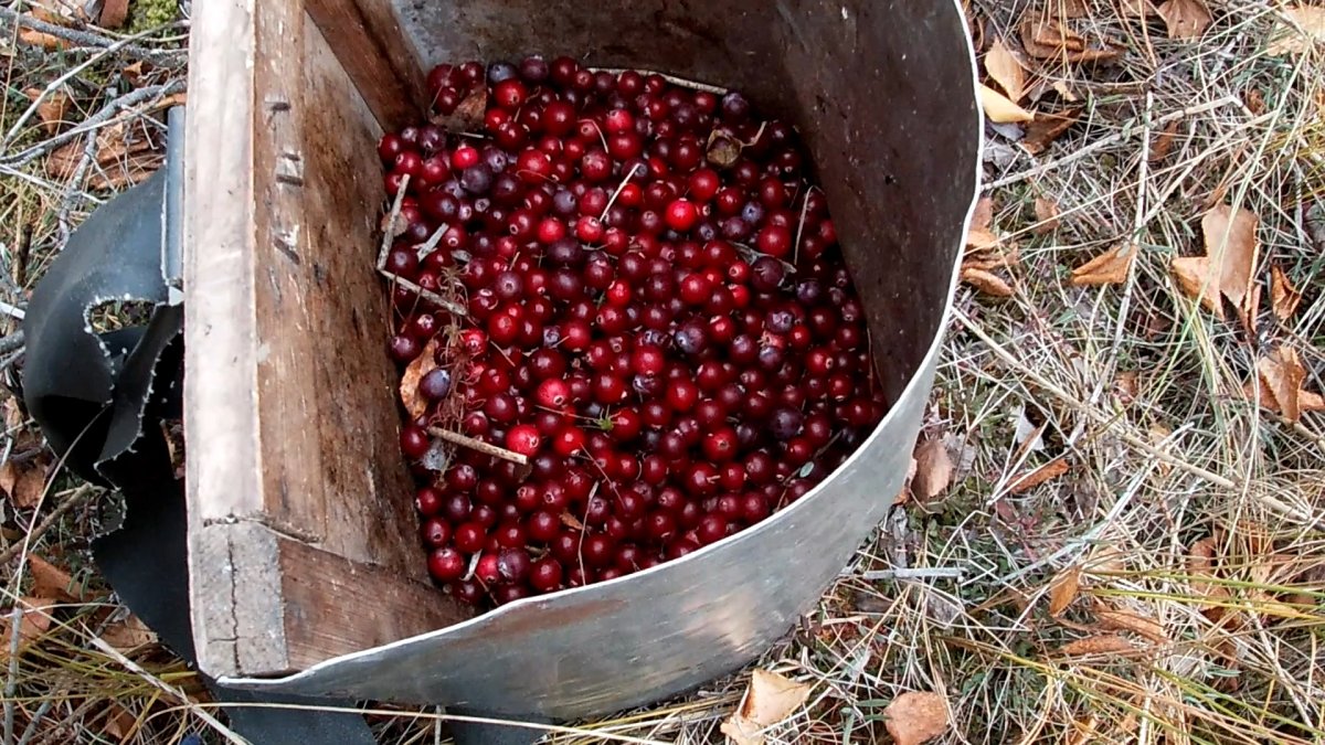 Сезон клюквы