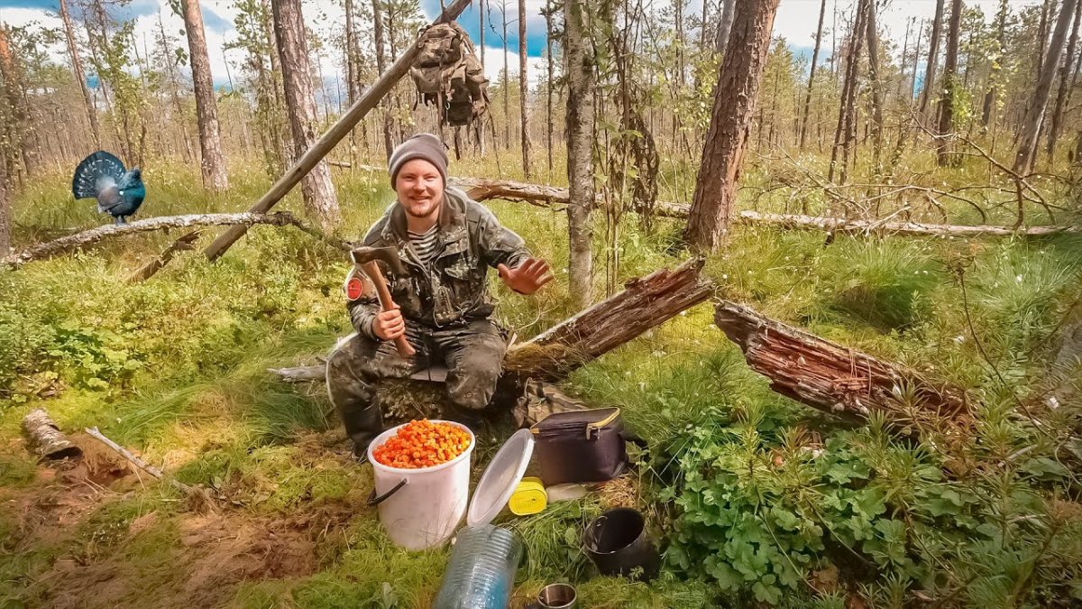 Морошка в Карелии