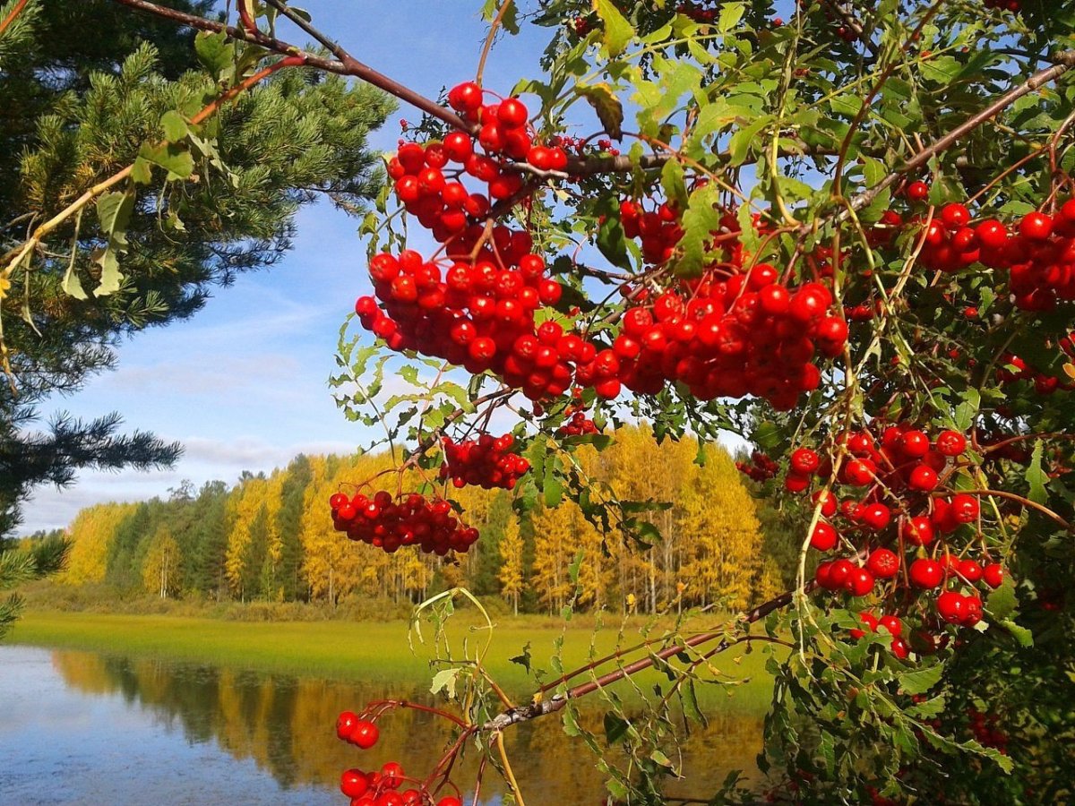 Осенний пейзаж с рябиной