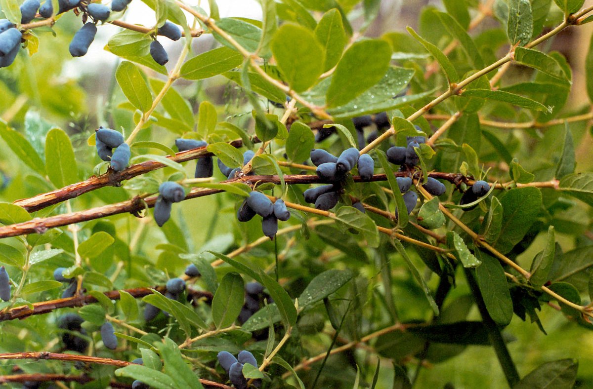 Жимолость съедобная (Lonicera edulis)
