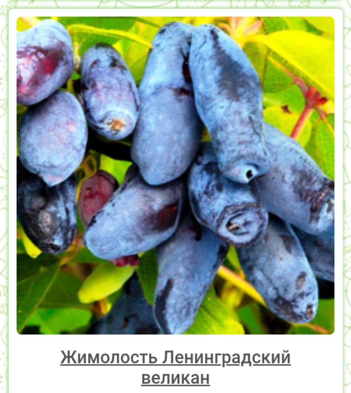 Жимолость съедобная Ленинградский великан
