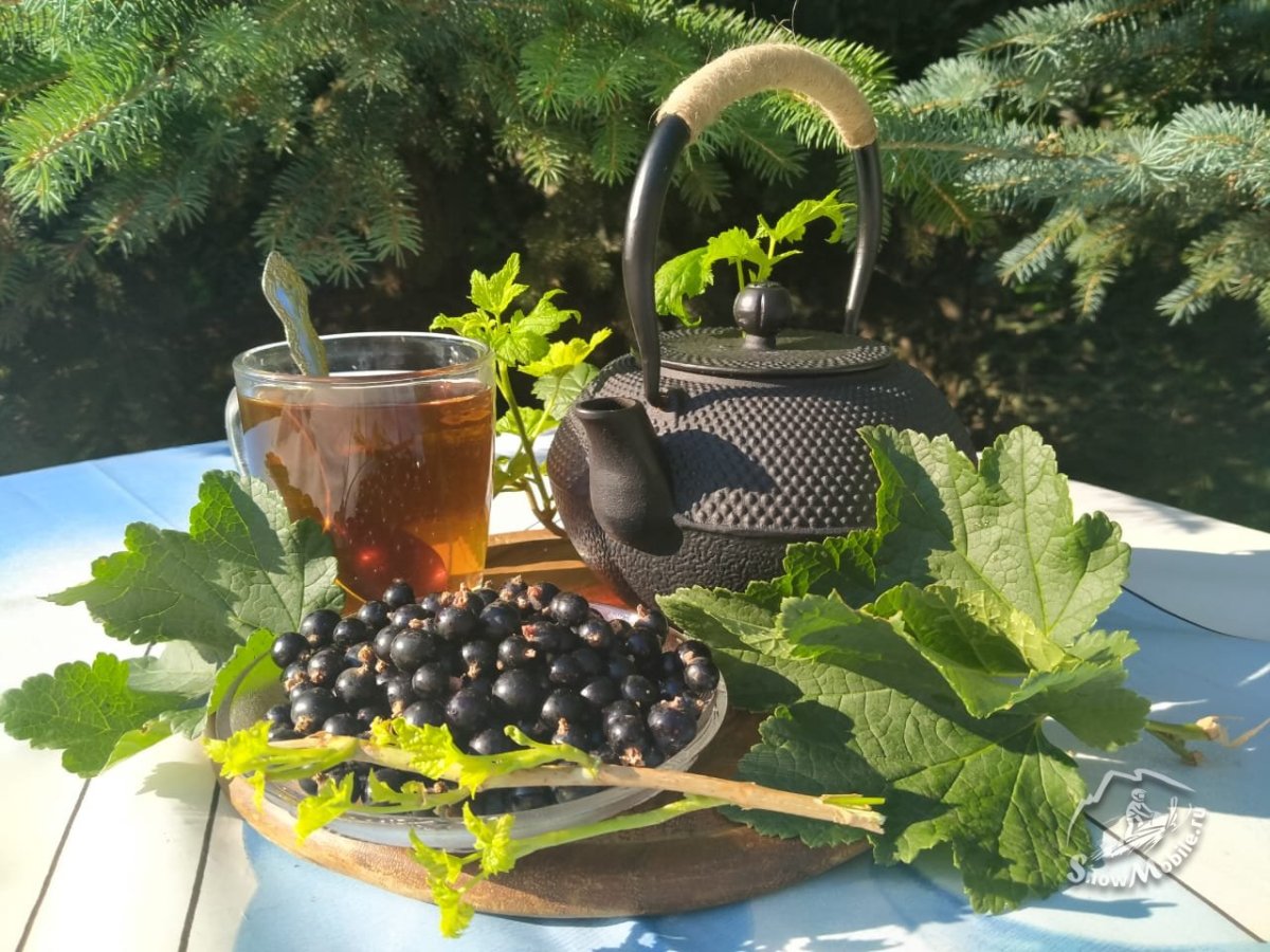 Чай с листьями смородины