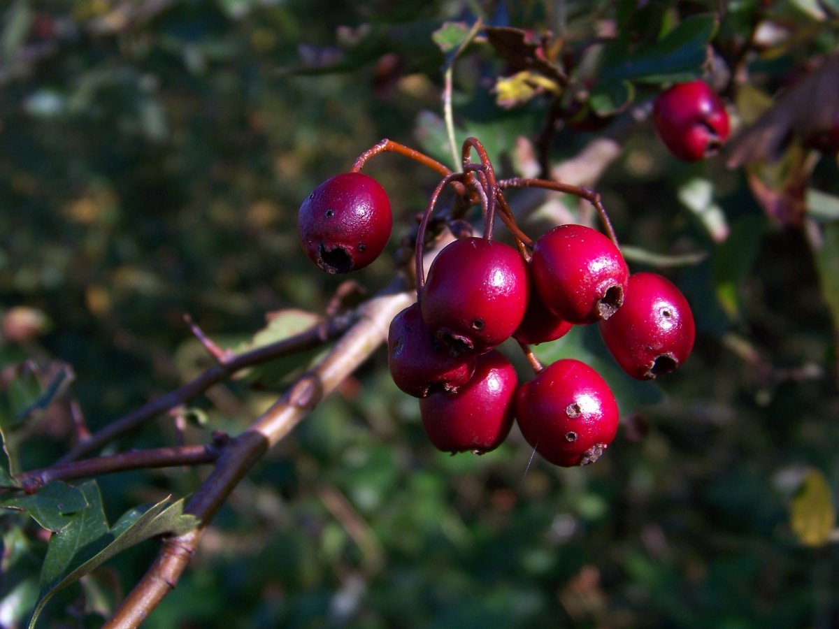 Боярышник кроваво-красный Crataegus sanguinea
