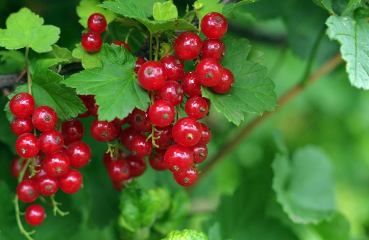 Ribes rubrum смородина красная куст