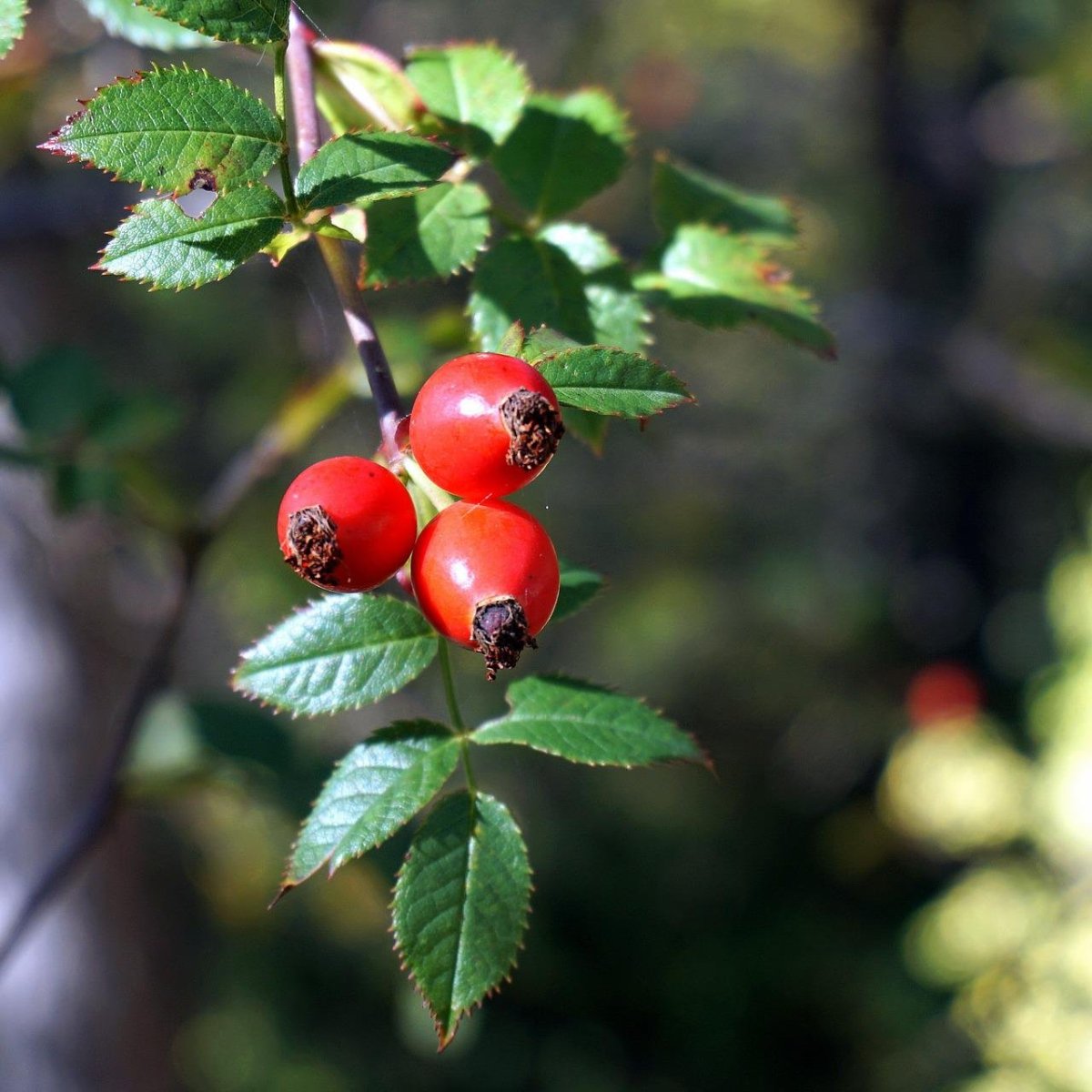 Rosehip Berries