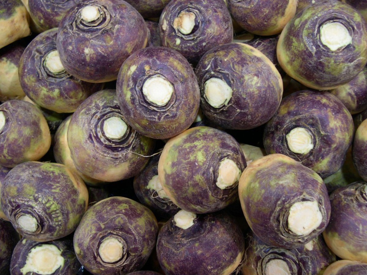 Брюква Brassica napobrassica