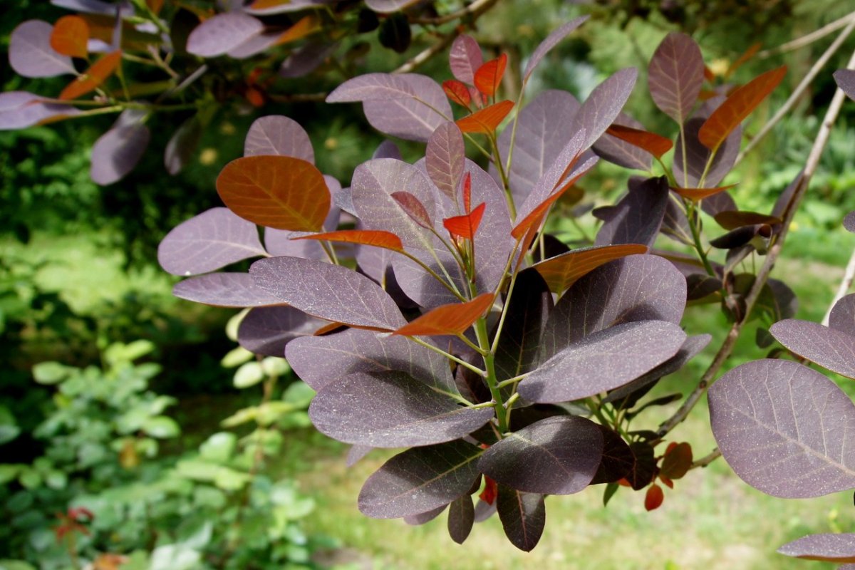 Скумпия Кожевенная purpureus
