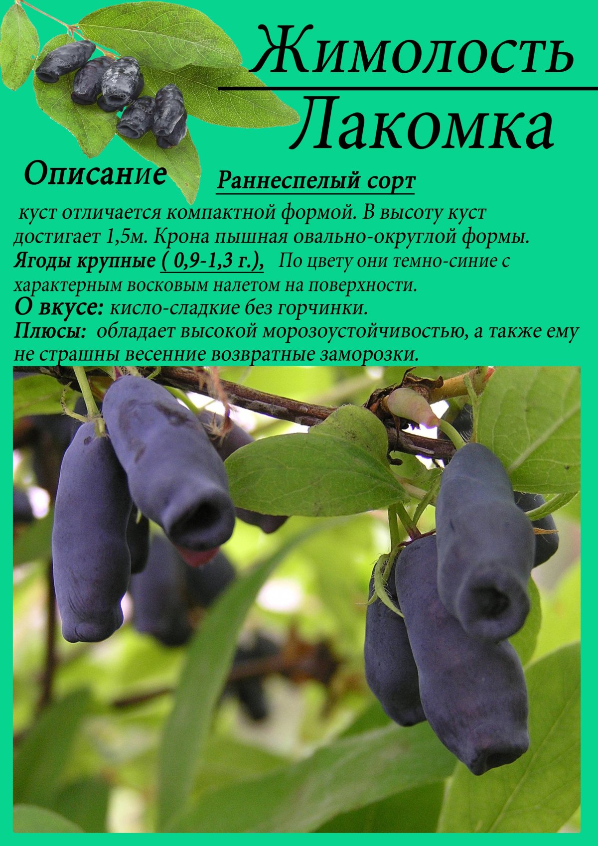 Жимолость сорт Лакомка