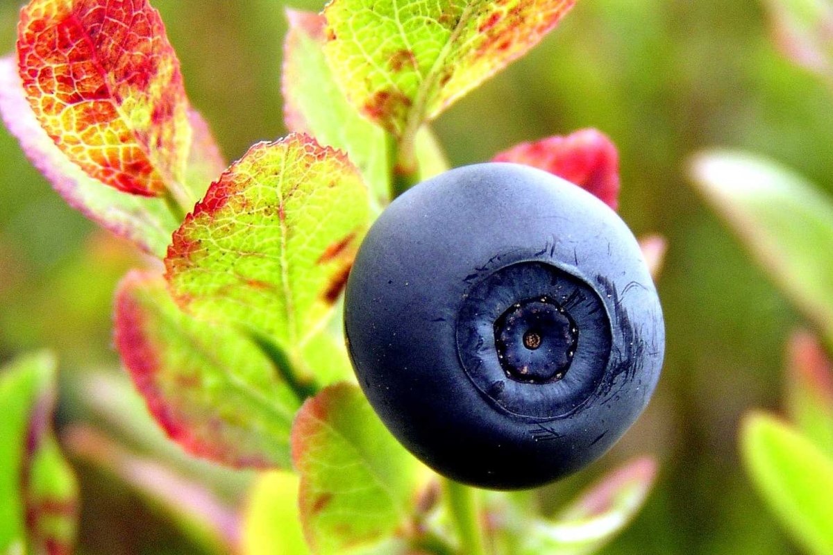 Черника обыкновенная (Vaccinium myrtillus l.)