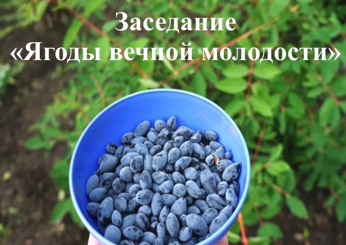 Жимолость Волхова