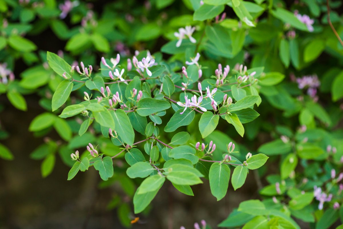 Lonicera tatarica жимолость Татарская