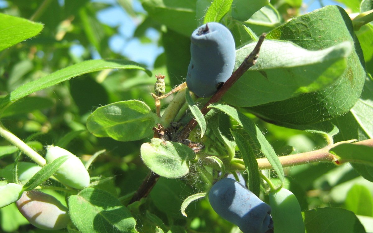 Жимолость Bee Myberry