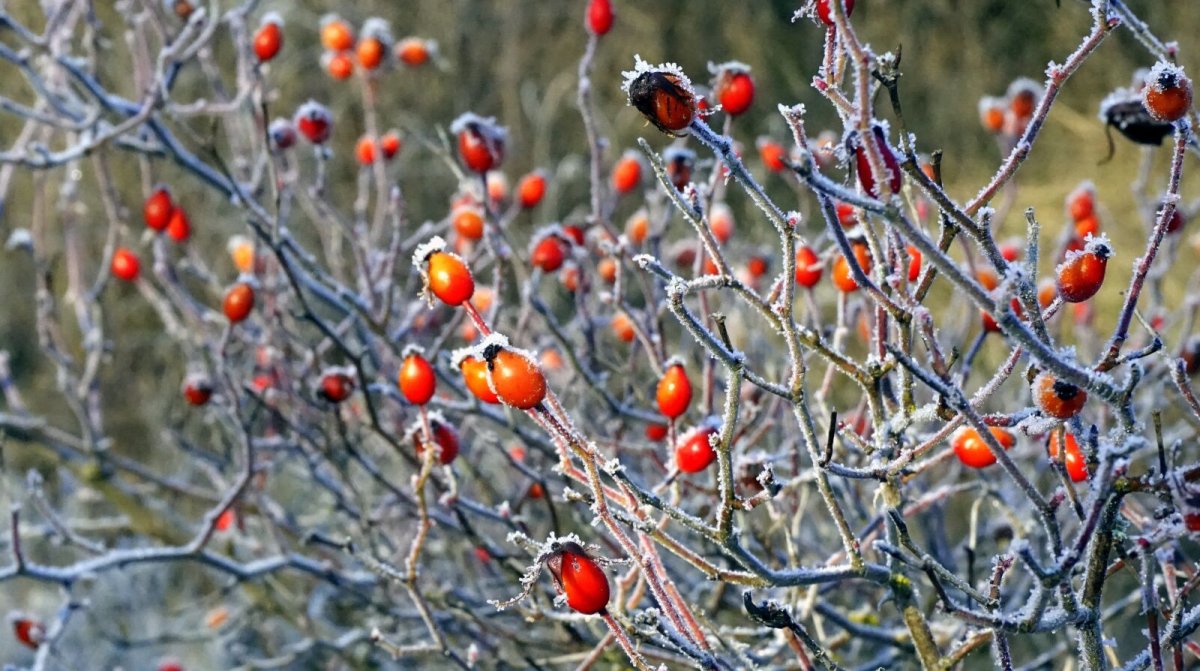 Wild Fruit Forest