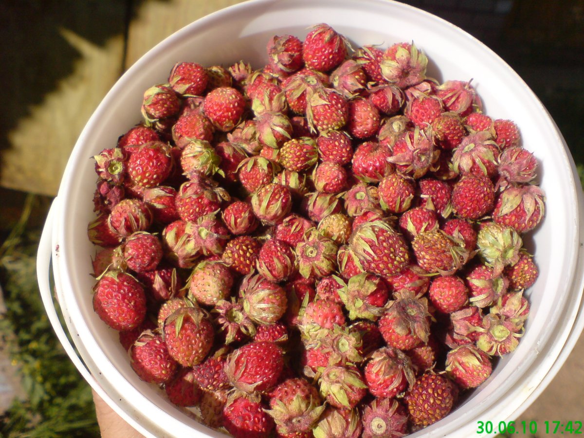 Уральская Лесная клубника
