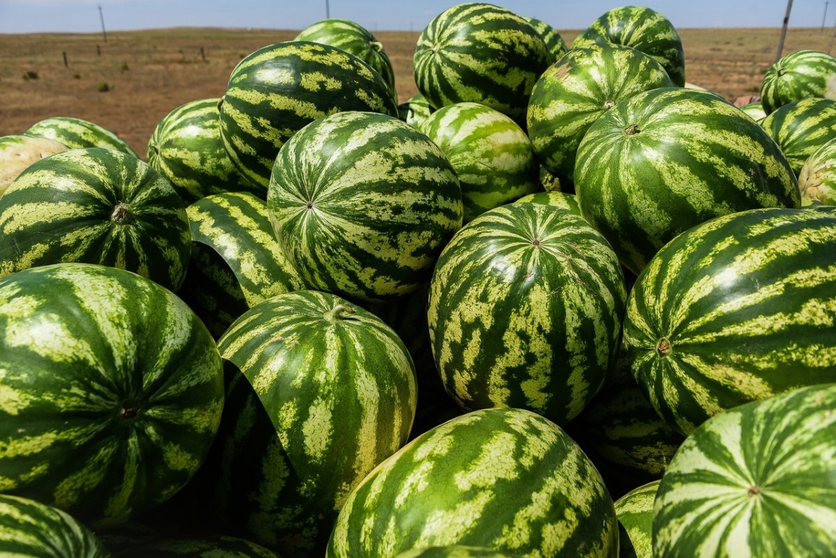 Выбор арбуза сладкий