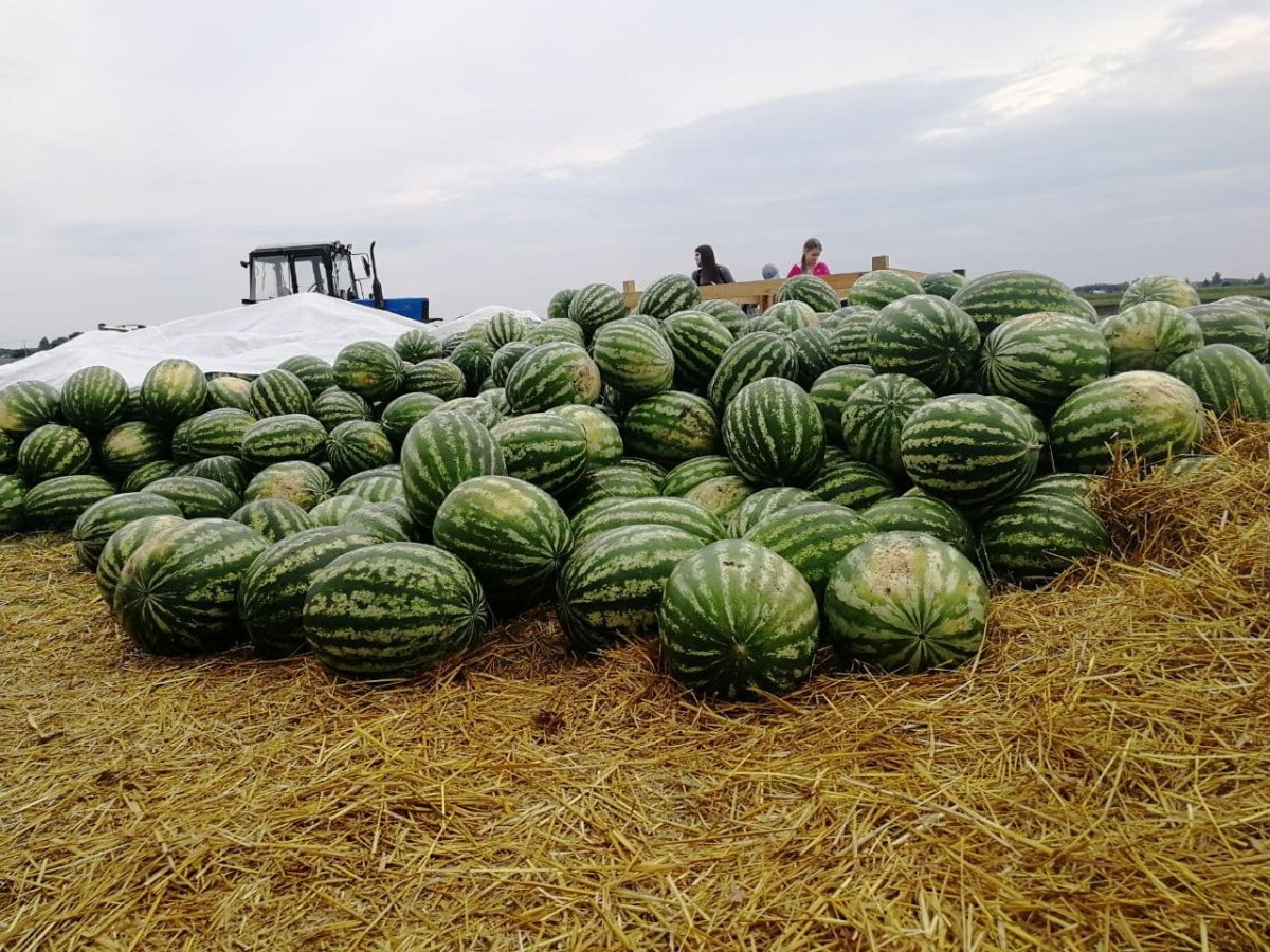 Курская бахча арбузы