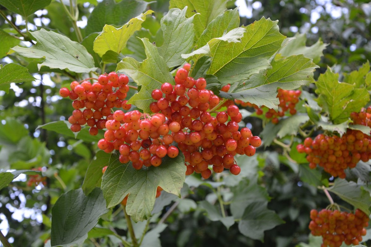 Калина съедобная куст с плодами