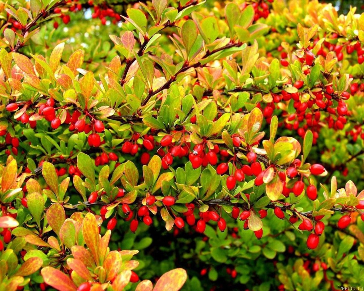 Барбарис Амурский (Berberis amurensis Rupr.)