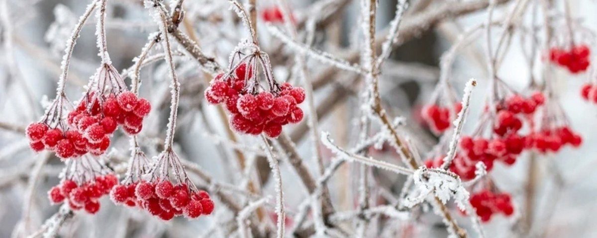 Калина по снегу