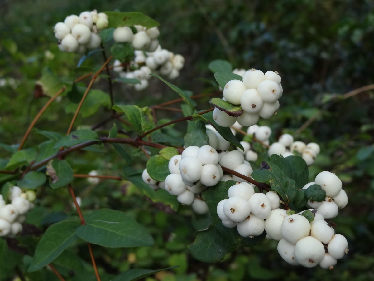Снежноягодник Доренбоза White Hedge