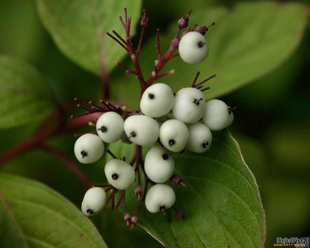 Whiteberry ягода