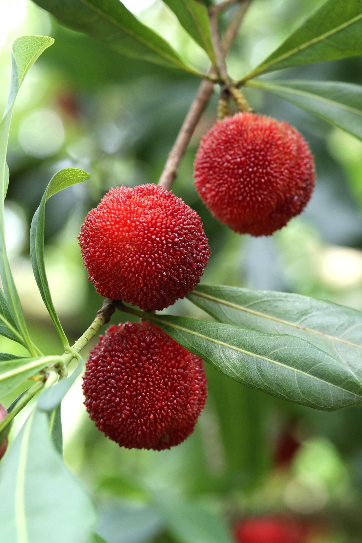 Восковница Myrica rubra