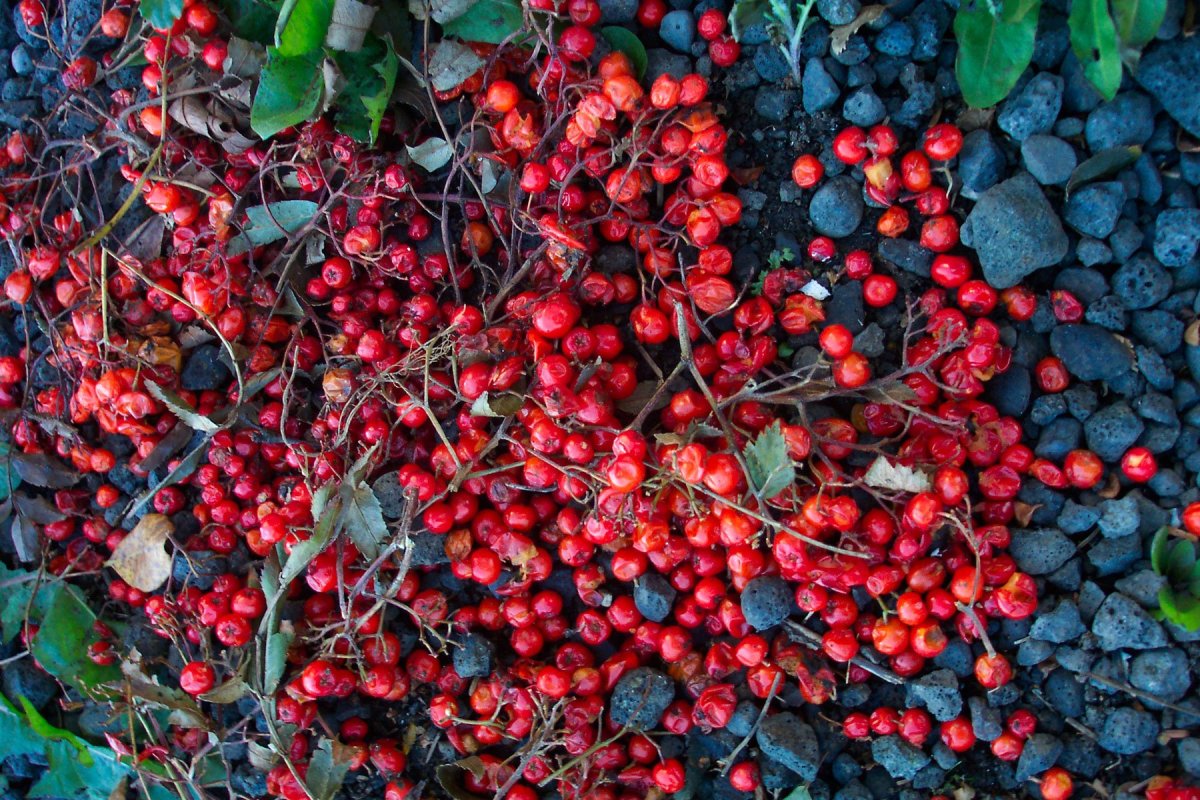 Redberry ягода