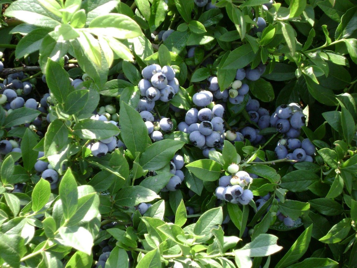 Голубика Садовая Bluecrop