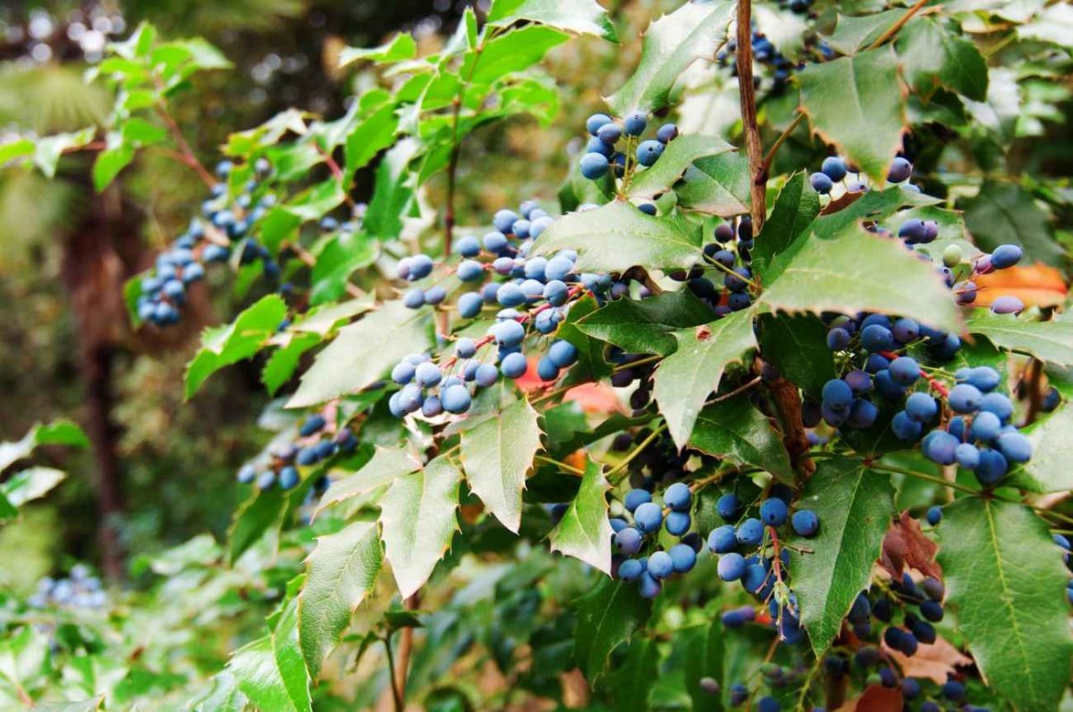 Барбарис шаровидноплодный (Berberis heteropoda)