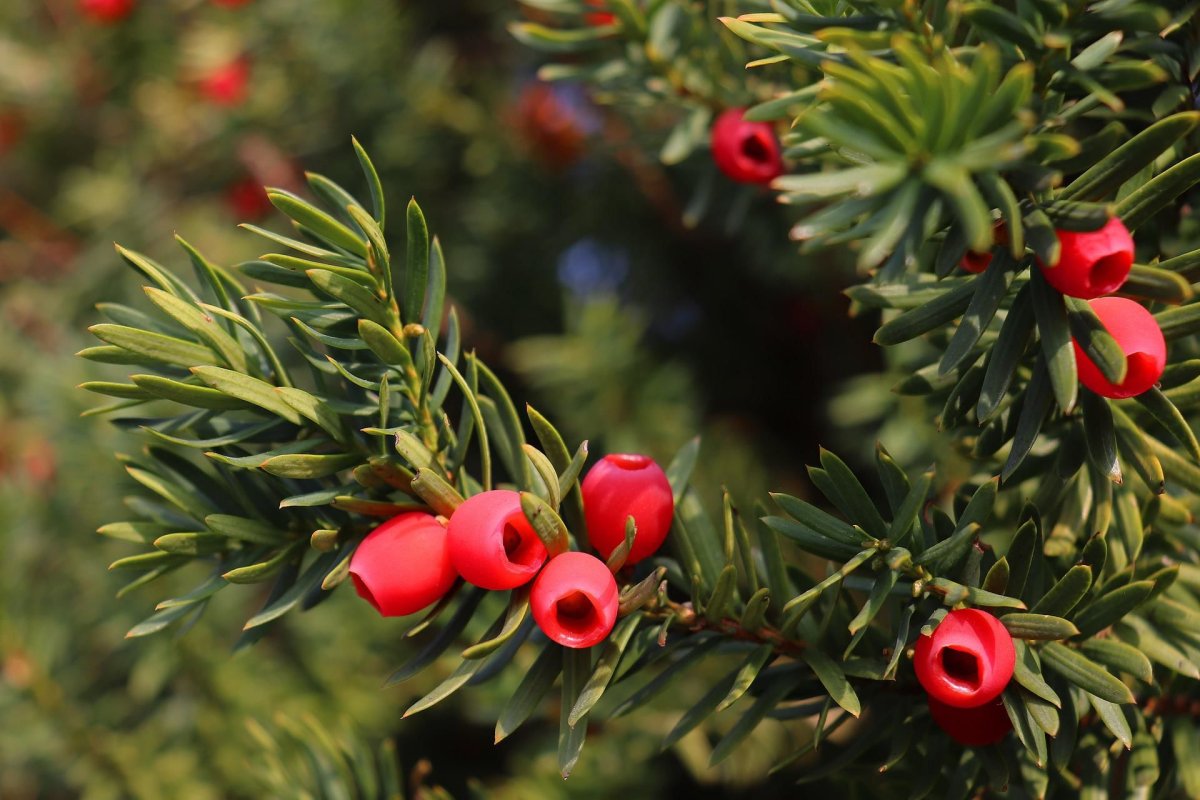 Тис остроконечный Taxus cuspidata